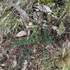 Cheilanthes sieberi subsp. sieberi (Narrow Rock Fern) at Black Mountain - 4 Sep 2022 by Tapirlord