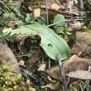 Glossodia major at Acton, ACT - 4 Sep 2022