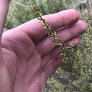 Phyllanthus occidentalis at Acton, ACT - 4 Sep 2022 10:57 AM