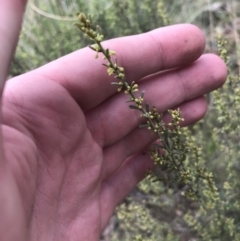 Phyllanthus occidentalis at Acton, ACT - 4 Sep 2022 10:57 AM