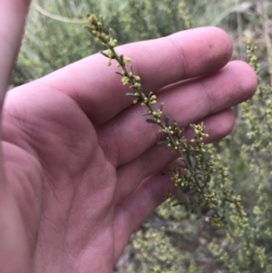 Phyllanthus occidentalis at Acton, ACT - 4 Sep 2022 10:57 AM