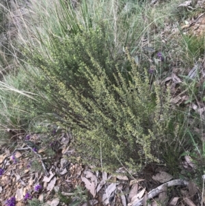 Phyllanthus occidentalis at Acton, ACT - 4 Sep 2022 10:57 AM