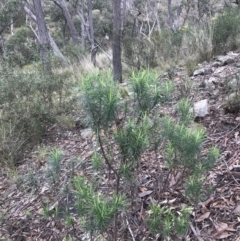 Cassinia longifolia (Shiny Cassinia, Cauliflower Bush) at Black Mountain - 4 Sep 2022 by Tapirlord