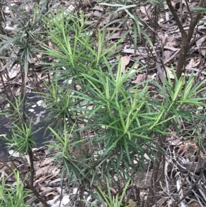 Cassinia longifolia at Acton, ACT - 4 Sep 2022