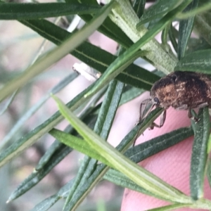 Cadmus (Cadmus) gigas at Acton, ACT - 4 Sep 2022 10:55 AM