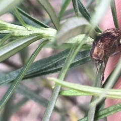 Cadmus (Cadmus) gigas at Acton, ACT - 4 Sep 2022 10:55 AM