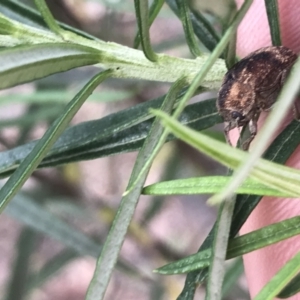 Cadmus (Cadmus) gigas at Acton, ACT - 4 Sep 2022 10:55 AM