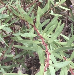 Daviesia mimosoides subsp. mimosoides at Black Mountain - 4 Sep 2022 by Tapirlord