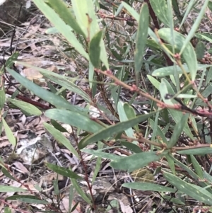 Daviesia mimosoides subsp. mimosoides at Acton, ACT - 4 Sep 2022