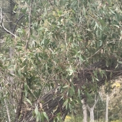Eucalyptus macrorhyncha (Red Stringybark) at Acton, ACT - 4 Sep 2022 by Tapirlord
