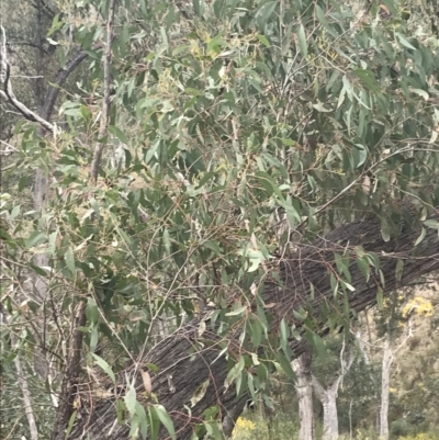 Eucalyptus macrorhyncha (Red Stringybark) at Black Mountain - 4 Sep 2022 by Tapirlord