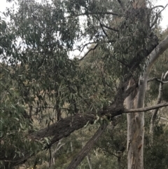 Eucalyptus macrorhyncha at Acton, ACT - 4 Sep 2022