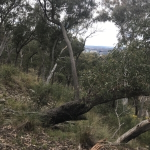 Eucalyptus macrorhyncha at Acton, ACT - 4 Sep 2022