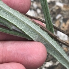 Senecio phelleus at Acton, ACT - 4 Sep 2022 10:50 AM