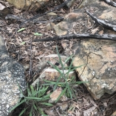 Senecio phelleus at Acton, ACT - 4 Sep 2022