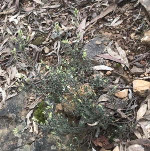 Brachyloma daphnoides at Acton, ACT - 4 Sep 2022