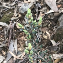 Brachyloma daphnoides at Acton, ACT - 4 Sep 2022