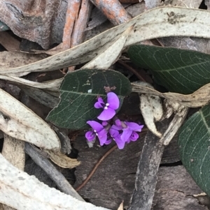 Hardenbergia violacea at Acton, ACT - 4 Sep 2022