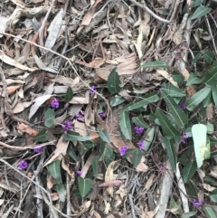 Hardenbergia violacea at Acton, ACT - 4 Sep 2022