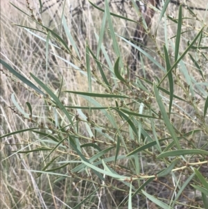 Daviesia leptophylla at Acton, ACT - 4 Sep 2022