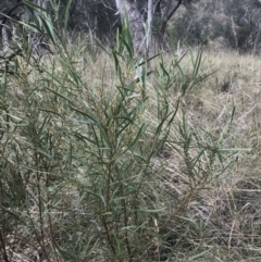 Daviesia leptophylla at Acton, ACT - 4 Sep 2022