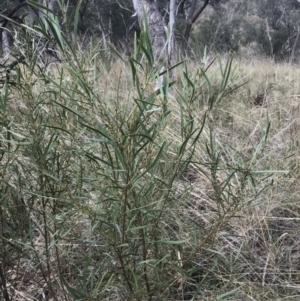 Daviesia leptophylla at Acton, ACT - 4 Sep 2022 10:45 AM