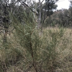 Daviesia leptophylla at Acton, ACT - 4 Sep 2022 10:45 AM