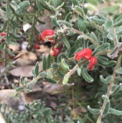 Grevillea alpina (Mountain Grevillea / Cat's Claws Grevillea) at Acton, ACT - 4 Sep 2022 by Tapirlord