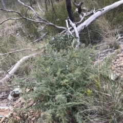 Grevillea alpina at Acton, ACT - 4 Sep 2022