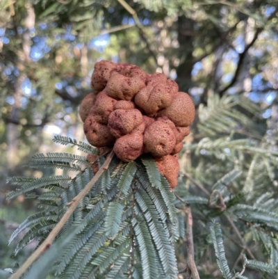 Uromycladium (genus) (A gall forming rust fungus) at Long Beach, NSW - 14 Oct 2022 by mbmiyagi
