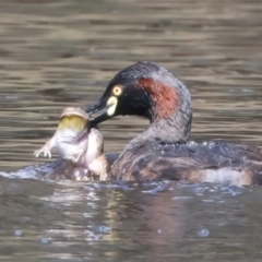 Tachybaptus novaehollandiae (Australasian Grebe) at Throsby, ACT - 14 Oct 2022 by jb2602