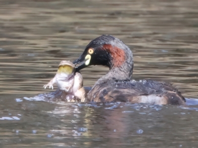 Tachybaptus novaehollandiae (Australasian Grebe) at Throsby, ACT - 13 Oct 2022 by jb2602