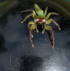 Mopsus mormon at Broadbeach, QLD - 13 Oct 2022 by SteveBorkowskis