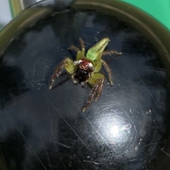 Mopsus mormon at Broadbeach, QLD - 14 Oct 2022 08:57 AM