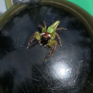 Mopsus mormon at Broadbeach, QLD - 14 Oct 2022 08:57 AM