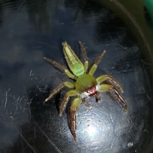 Mopsus mormon at Broadbeach, QLD - 14 Oct 2022 08:57 AM