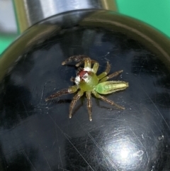 Mopsus mormon at Broadbeach, QLD - 14 Oct 2022 08:57 AM