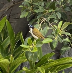 Entomyzon cyanotis (Blue-faced Honeyeater) at Main Beach, QLD - 12 Oct 2022 by SteveBorkowskis