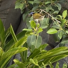 Entomyzon cyanotis at Main Beach, QLD - 12 Oct 2022 04:32 PM