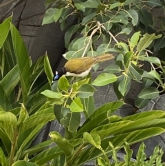 Entomyzon cyanotis at Main Beach, QLD - 12 Oct 2022 04:32 PM