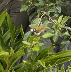 Entomyzon cyanotis at Main Beach, QLD - 12 Oct 2022 04:32 PM