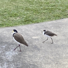 Vanellus miles (Masked Lapwing) at Main Beach, QLD - 12 Oct 2022 by SteveBorkowskis