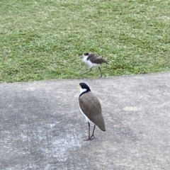 Vanellus miles at Main Beach, QLD - 12 Oct 2022