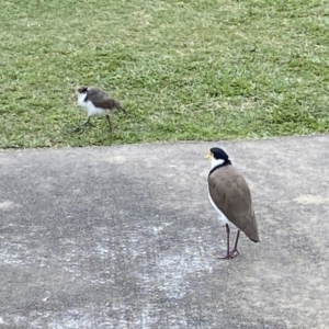 Vanellus miles at Main Beach, QLD - 12 Oct 2022