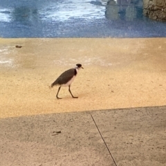 Vanellus miles at Main Beach, QLD - 12 Oct 2022 04:17 PM