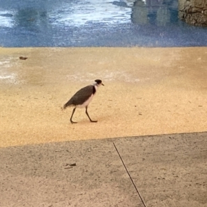 Vanellus miles at Main Beach, QLD - 12 Oct 2022