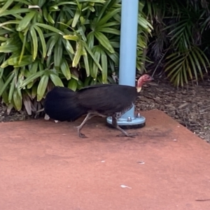 Alectura lathami at Main Beach, QLD - 12 Oct 2022