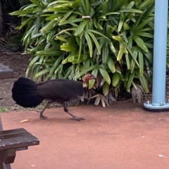 Alectura lathami at Main Beach, QLD - 12 Oct 2022