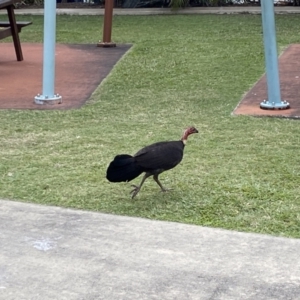 Alectura lathami at Main Beach, QLD - 12 Oct 2022