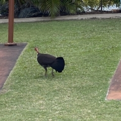 Alectura lathami at Main Beach, QLD - 12 Oct 2022